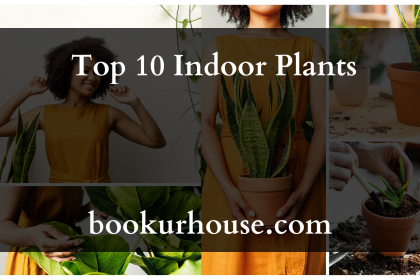  Top 10 Indoor Plants 