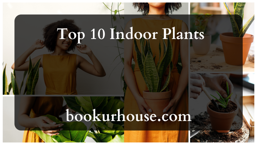  Top 10 Indoor Plants 